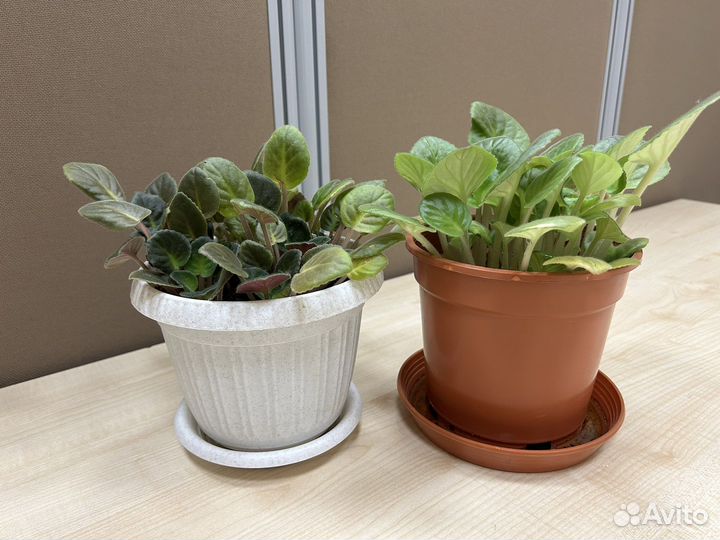 Цветущие фиалки