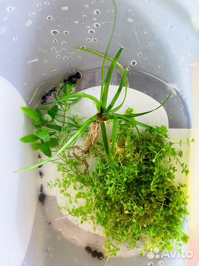 Аквариумные растения набор и живые бактерии