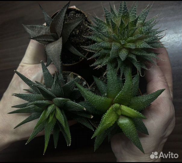 Суккуленты