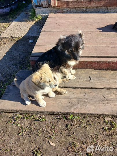 Маленькая собака в добрые руки бесплатно доставка