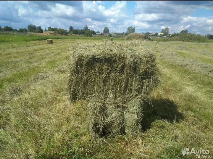 Сено в брикетах