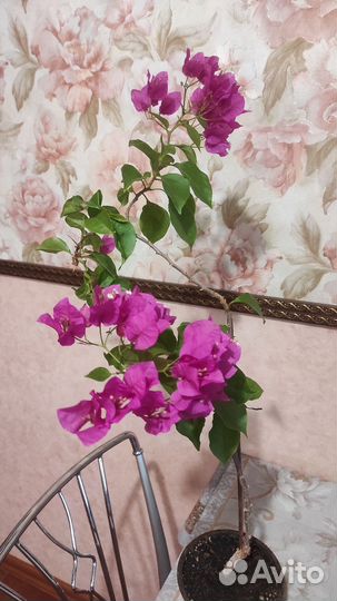 Бугенвиллия