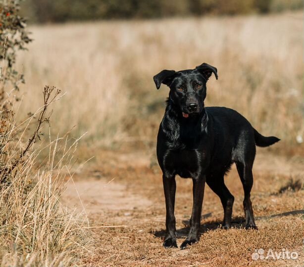 Черное золото. Дора