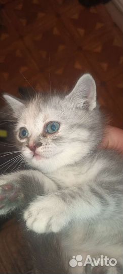 Котята в добрые руки бесплатно