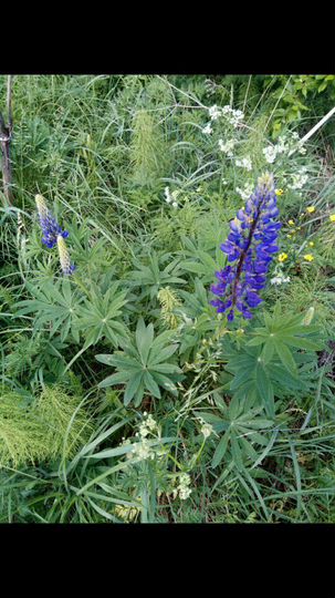 Участок 1,16 га (ИЖС)