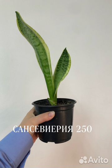 Сансевиерия