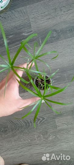 Циперус колеус монстера и др