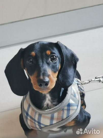 Такса 5 месяцев с паспортом