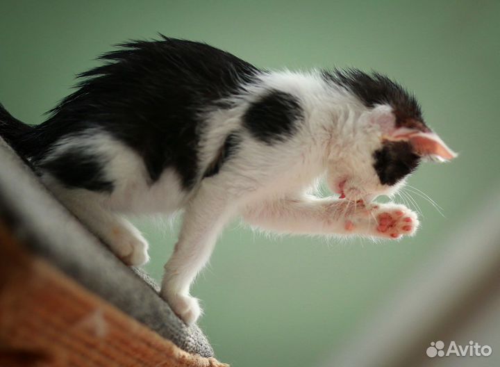 Котенок мальчик черно-белый Тёмка
