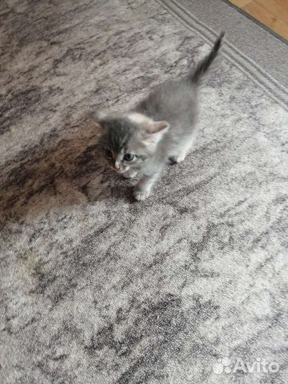 Кошка