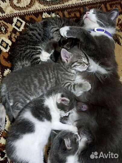 Котята в добрые руки