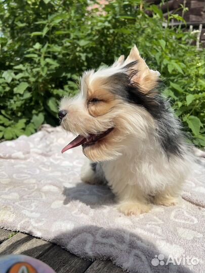 Йорк бивер и голддаст