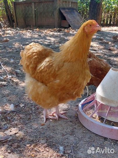 Куры орпингтон палевый