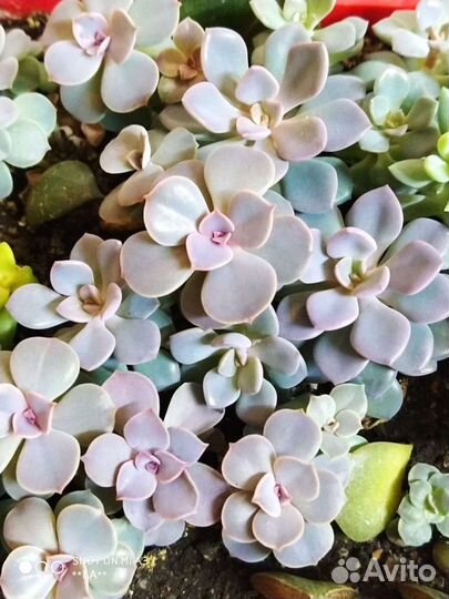 Суккулент эчеверия, 25 видов