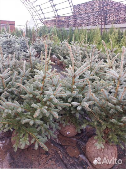 Ель голубая Koster 100-120см