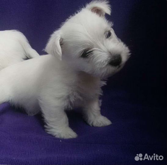 Щенок вестхайленд