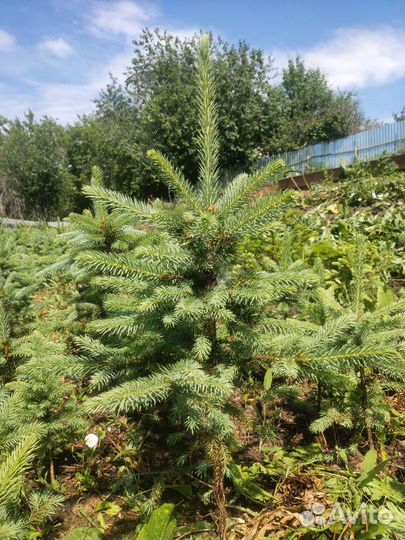 Ель Кедр Орех манчжурский