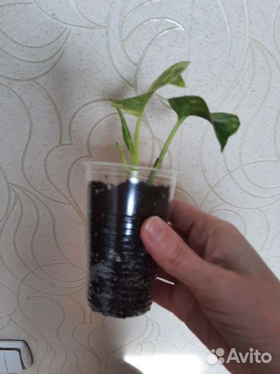 Эпипремнум