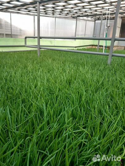 Зеленый лук оптом