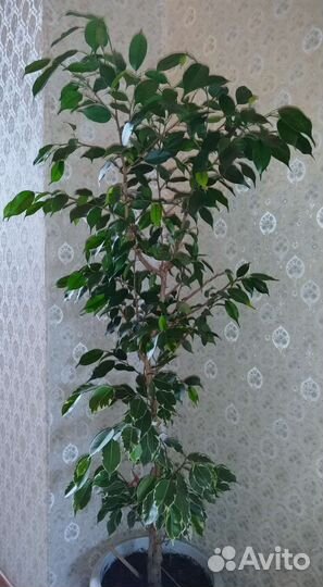Фикус бенджамина большой