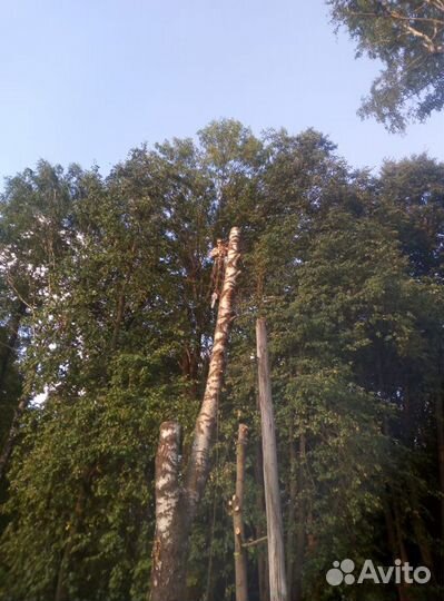 Спил деревьев