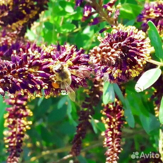 Семена Аморфа кустарниковая лат. Amorpha fruticosa