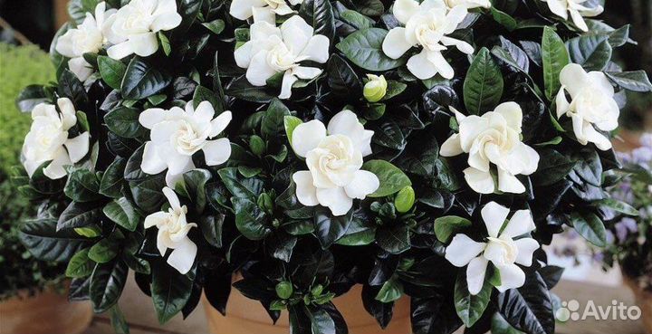 Гардения жасминовидная
