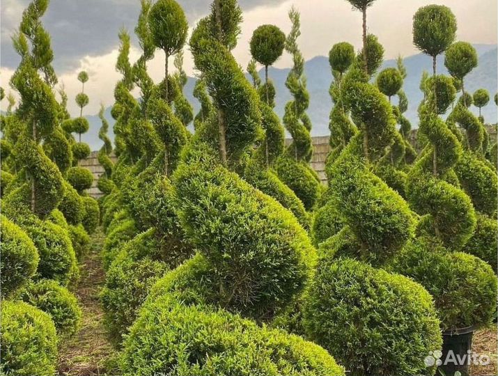 Туя с наших полей