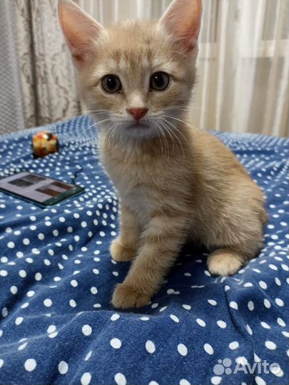 Кошка в дар
