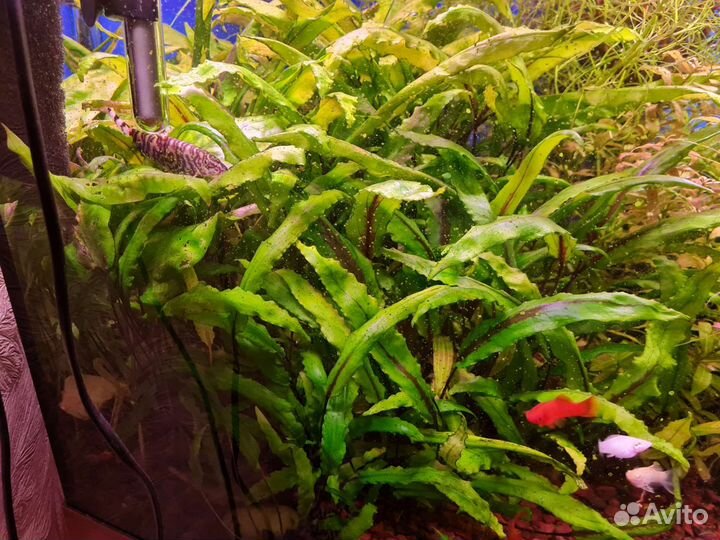 Криптокорина нури кустик