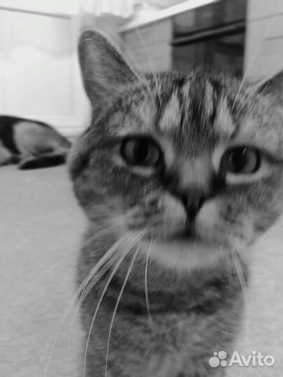 Породистая кошечка в добрые руки