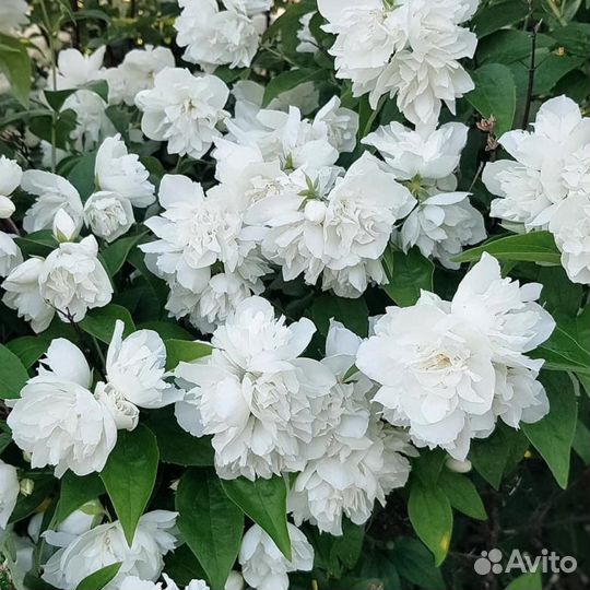 Саженцы садового жасмина(Чубушника)