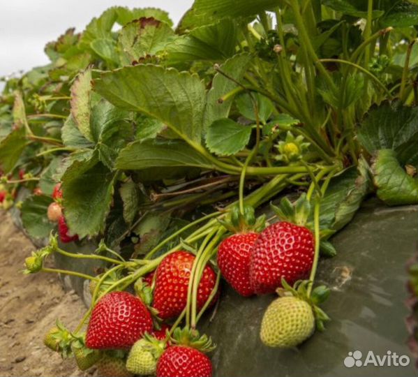 Рассада клубники усы