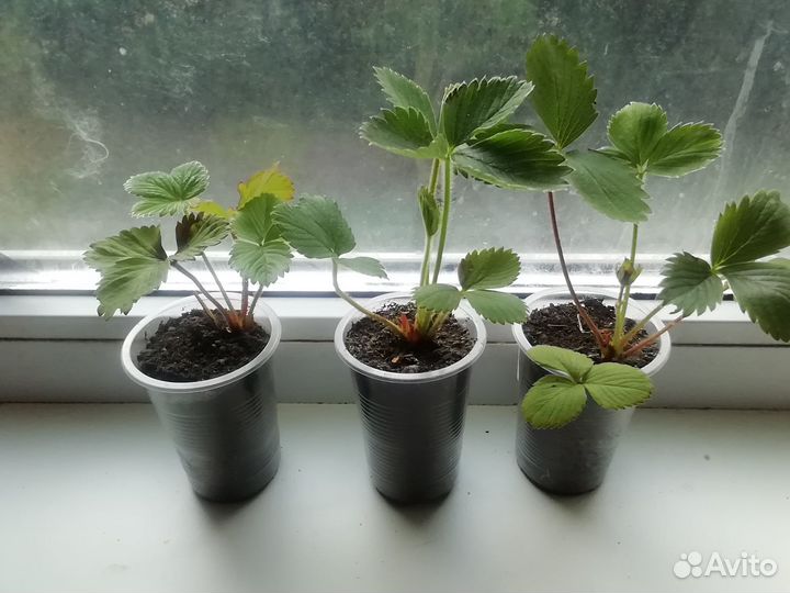 Рассада клубники (виктория)