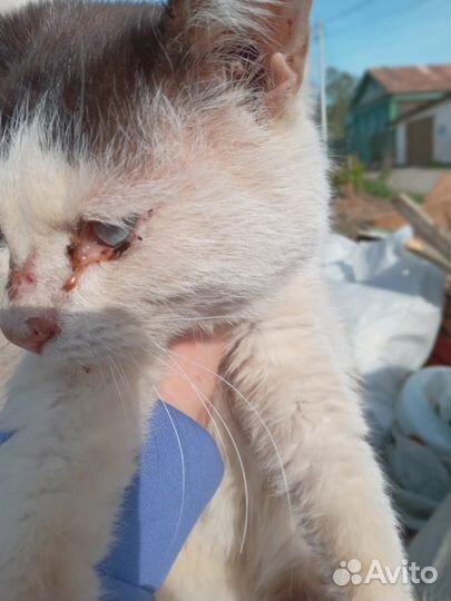 Кошечке нужен дом