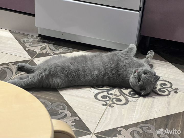 Шотландский кот вязка