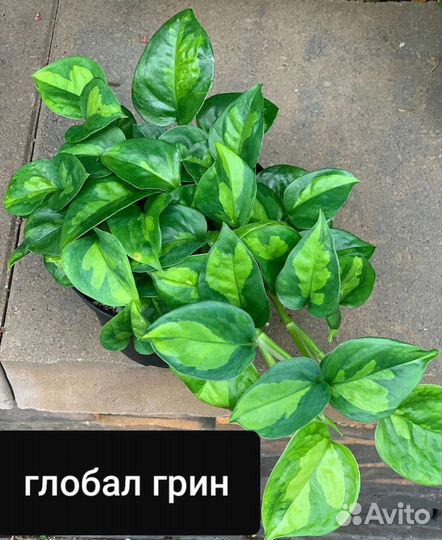 Сциндапусы,эпипремнумы,пеллионея