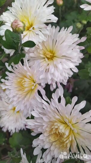 Хризантемы ,и мультифлоры