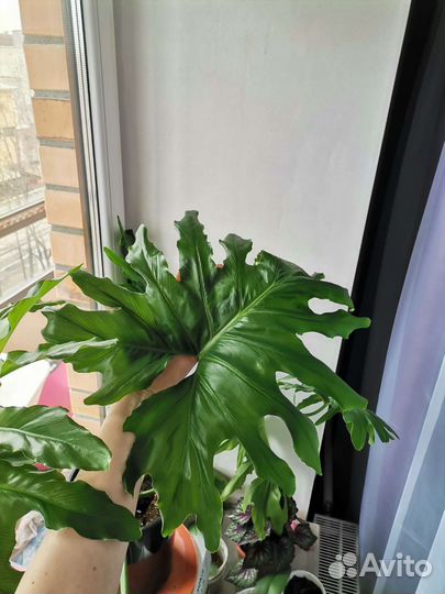 Филодендрон Селло мексиканский змей