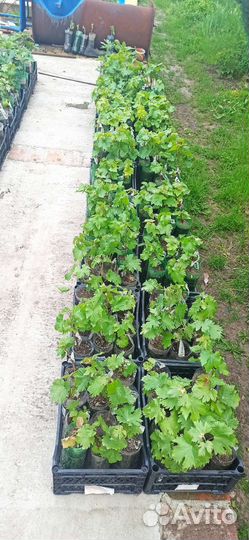 Вегетирующие саженцы винограда с зкс