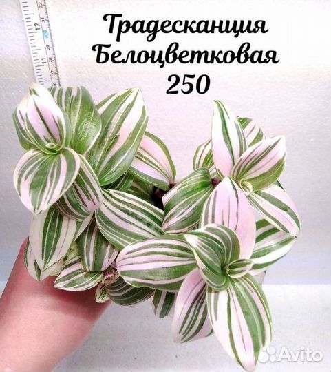 Комнатные Растения 7 Часть 11.02.25