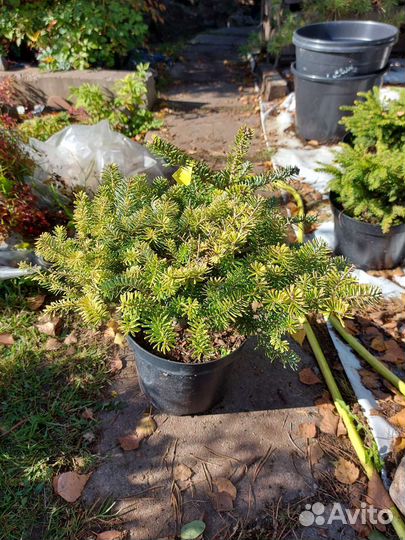 Пихта корейская Хоутмейер