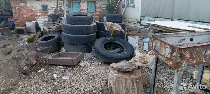 Индюки индюшата