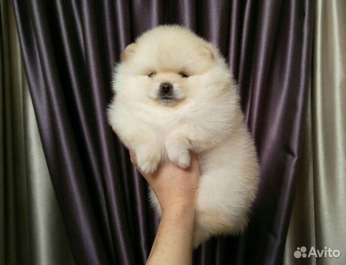 Щенки шпица