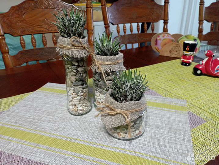 Фитокомпозиция с хавортией