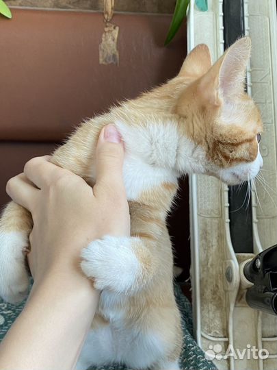 Отдам кота в добрые руки