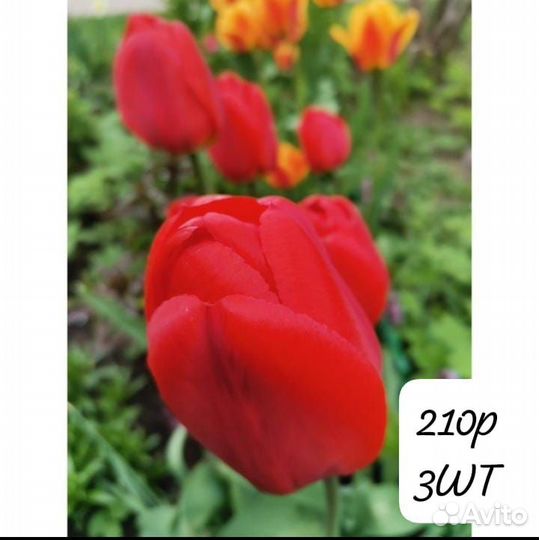 Тюльпан Дарвин гибрид