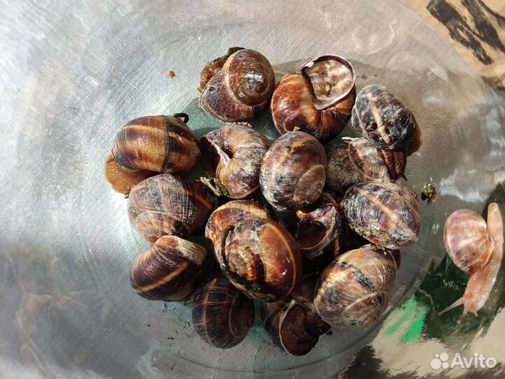 Улитки виноградные живые