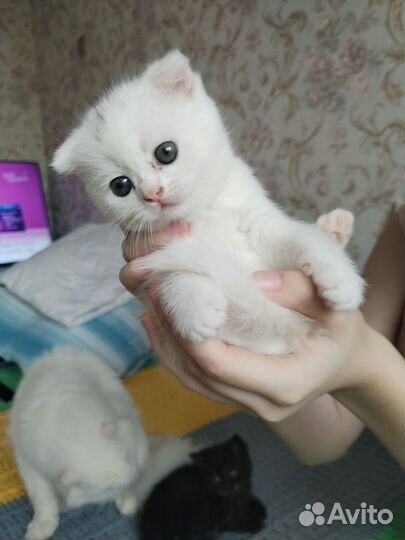 Шотландские котята