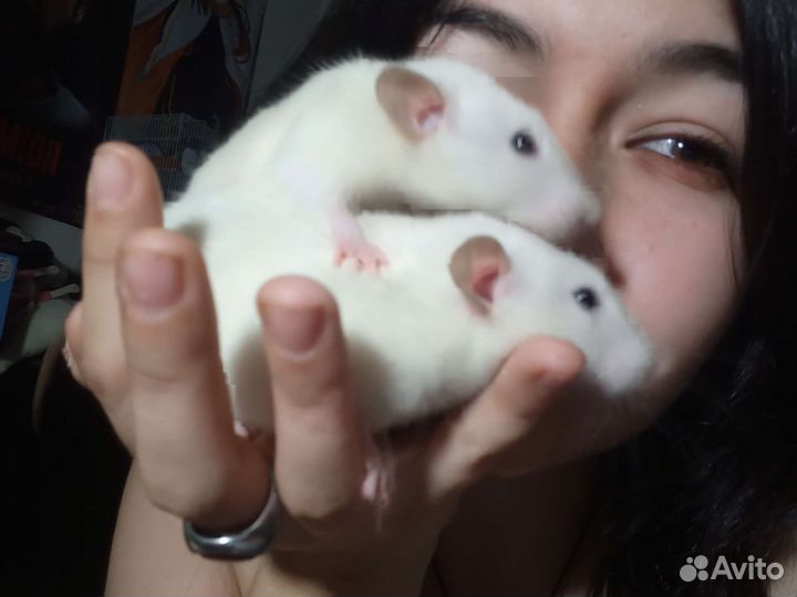 Продам двух сестричек крысок